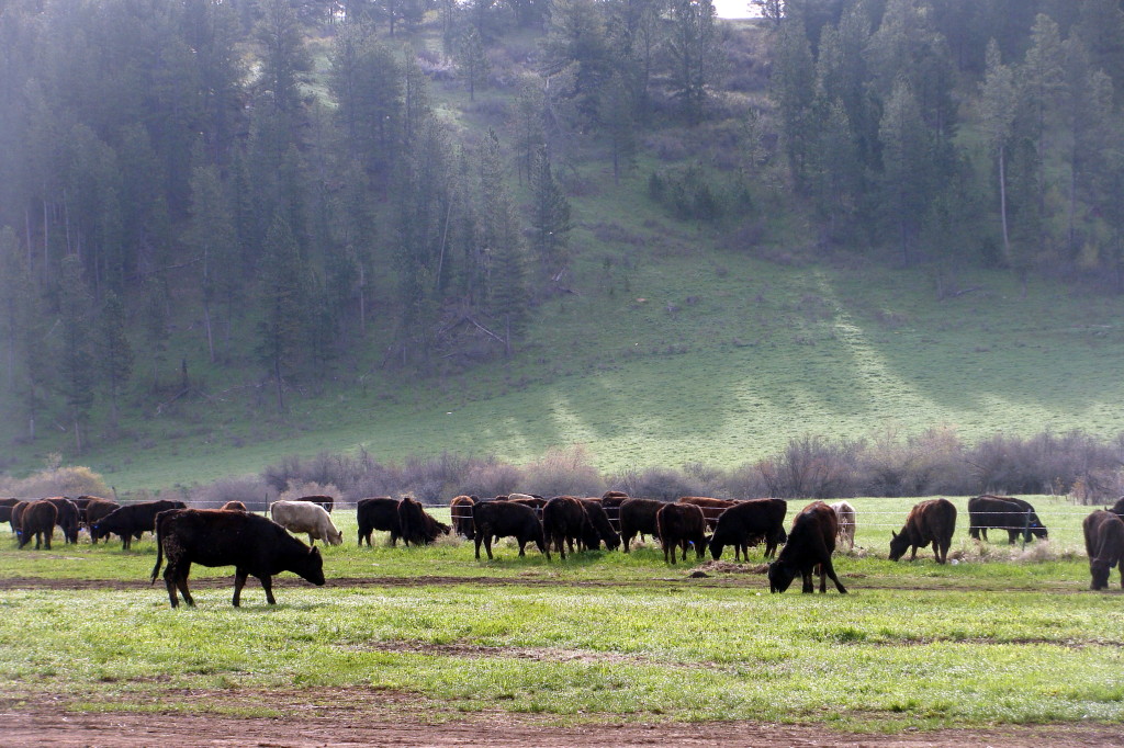 The Cattle are Here! The Montana Ranch Adventure